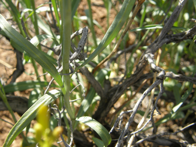 Schoenocrambe linifolia (Flaxleaf plainsmustard) #78457