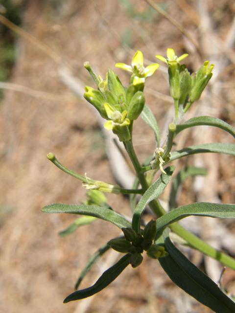 Schoenocrambe linifolia (Flaxleaf plainsmustard) #78462