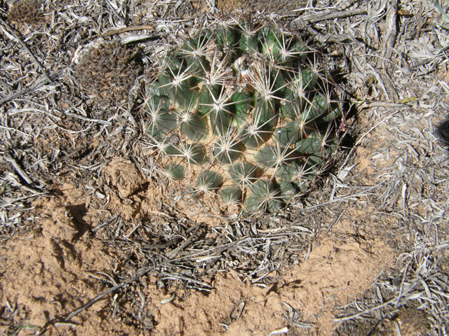 Escobaria vivipara var. arizonica (Arizona spinystar) #78471
