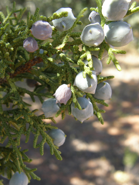 Juniperus osteosperma (Utah juniper) #78482
