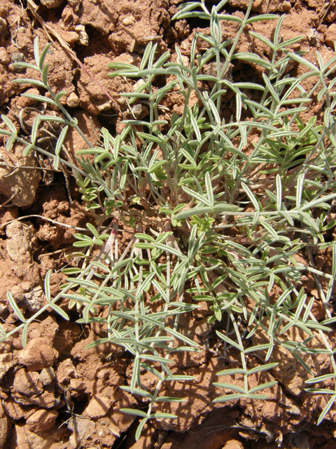 Astragalus flavus (Yellow milkvetch) #78530
