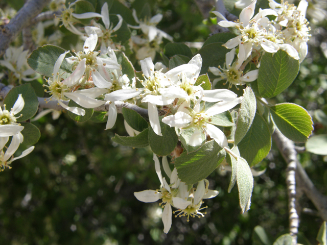 Amelanchier utahensis (Utah serviceberry) #78672