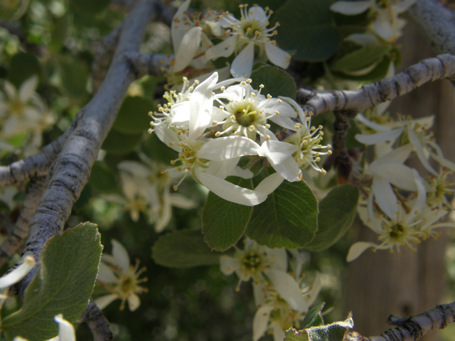 Amelanchier utahensis (Utah serviceberry) #78676