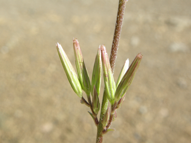 Carminatia tenuiflora (Plumeweed) #78781