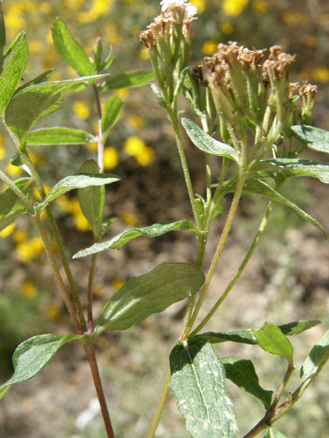 Stevia plummerae (Spanish needles) #78881