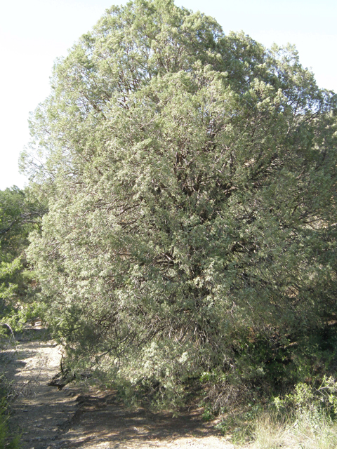 Juniperus monosperma (Oneseed juniper) #78959