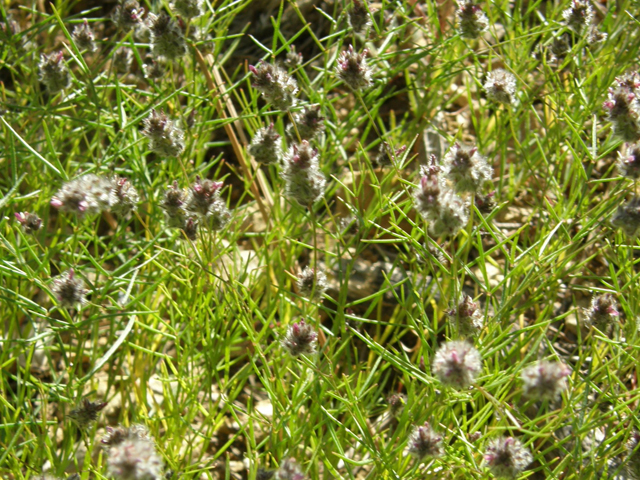 Dalea filiformis (Sonoran prairie clover) #78998