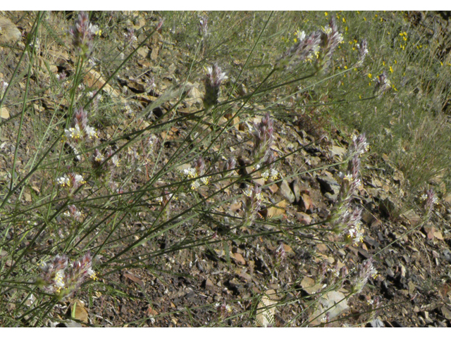 Dalea grayi (Gray's prairie clover) #79002