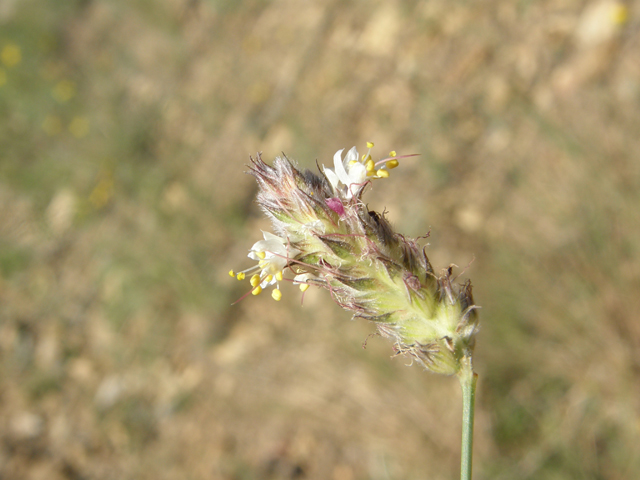 Dalea grayi (Gray's prairie clover) #79009
