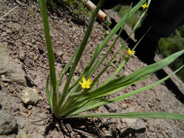 Sisyrinchium longipes (Timberland blue-eyed grass) #79104