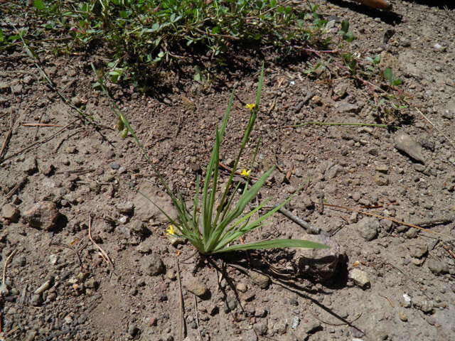 Sisyrinchium longipes (Timberland blue-eyed grass) #79105