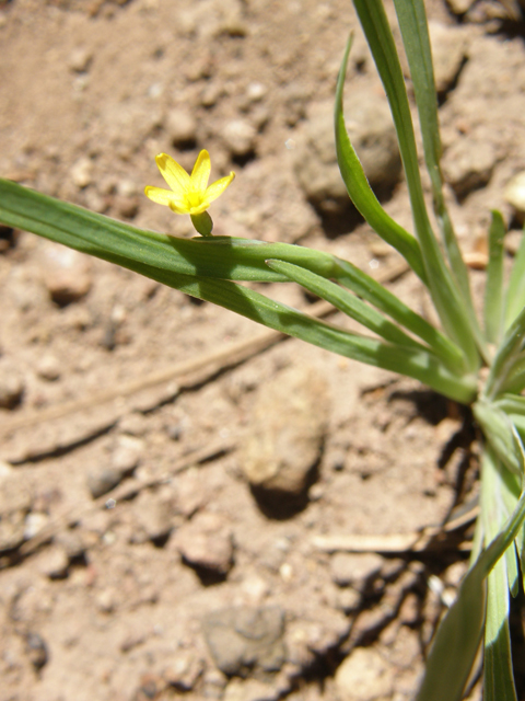 Sisyrinchium longipes (Timberland blue-eyed grass) #79111