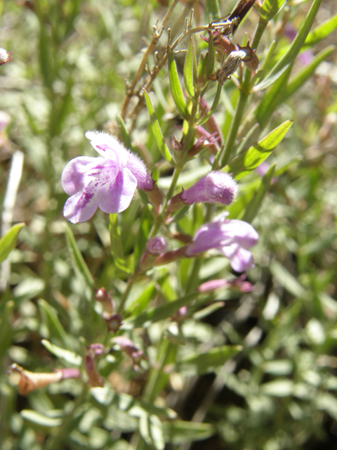 Hedeoma hyssopifolia (Aromatic false pennyroyal) #79124