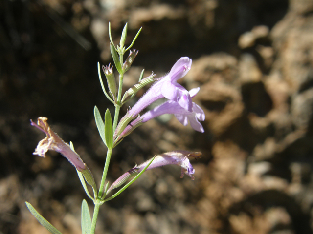 Hedeoma hyssopifolia (Aromatic false pennyroyal) #79130