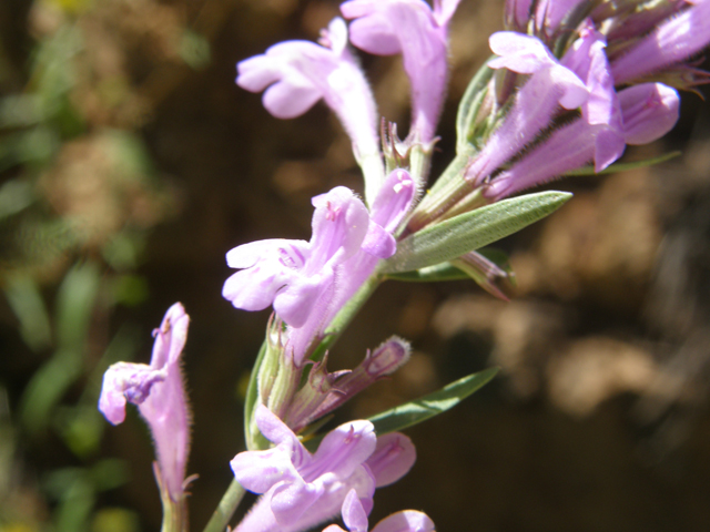 Hedeoma hyssopifolia (Aromatic false pennyroyal) #79140