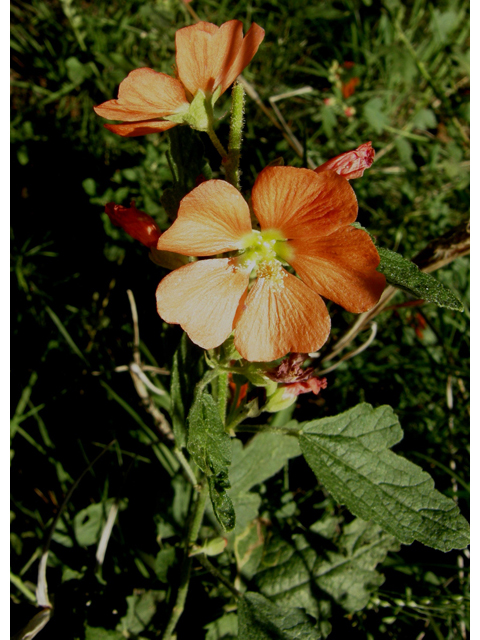 Sphaeralcea fendleri (Fendler's globemallow) #79155