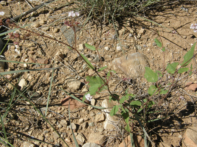 Boerhavia triquetra (Slender spiderling) #79191