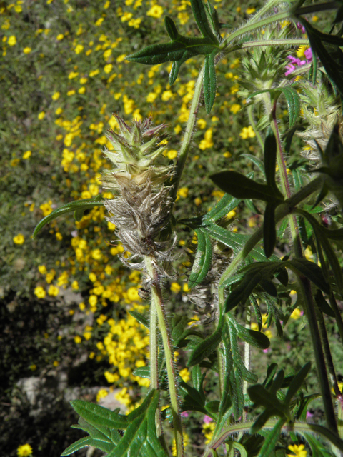 Glandularia chiricahensis (Chiricahua mountain mock vervain) #79266