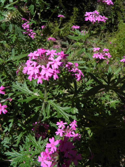 Glandularia chiricahensis (Chiricahua mountain mock vervain) #79269