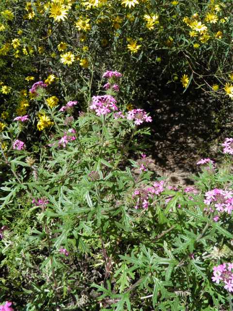 Glandularia chiricahensis (Chiricahua mountain mock vervain) #79272