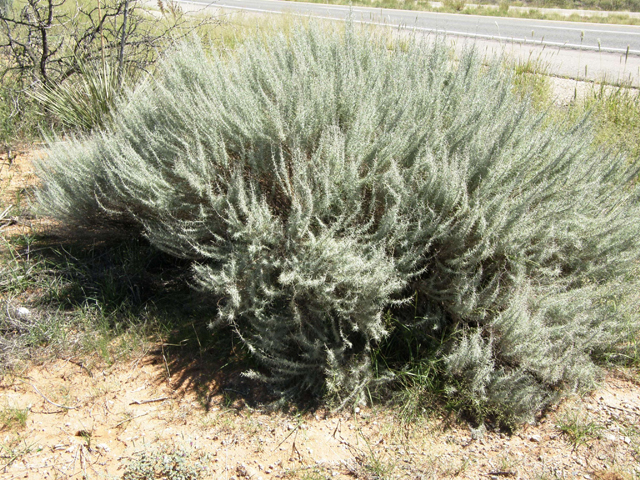 Artemisia filifolia (Sand sagebrush) #79280