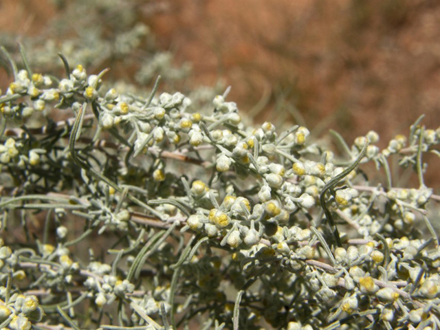 Artemisia filifolia (Sand sagebrush) #79281