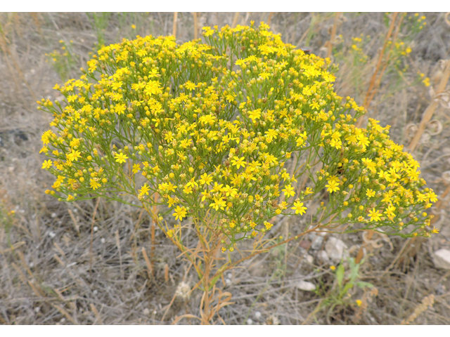 Amphiachyris dracunculoides (Prairie broomweed) #79367