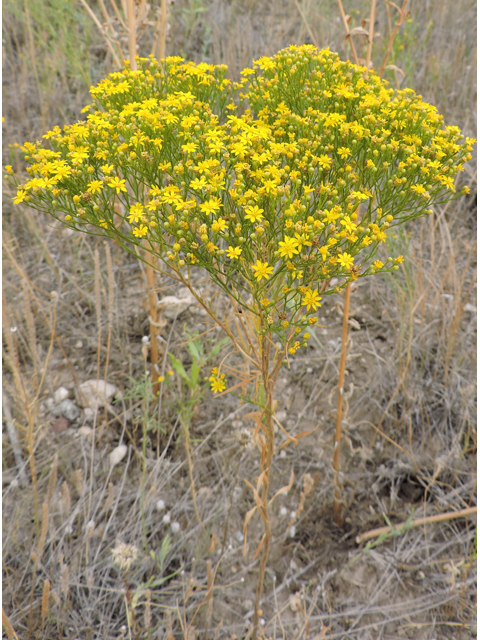 Amphiachyris dracunculoides (Prairie broomweed) #79369