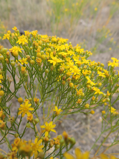 Amphiachyris dracunculoides (Prairie broomweed) #79373