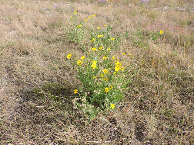Engelmannia peristenia (Engelmann's daisy) #79378