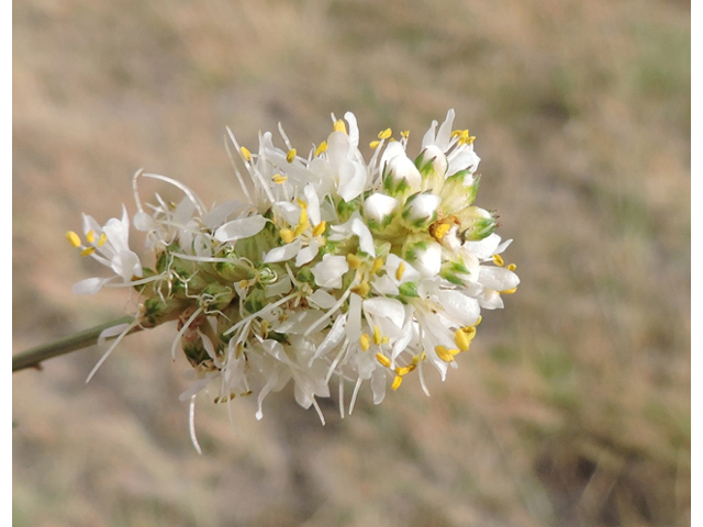 Dalea candida var. oligophylla (Fewleaf white prairie clover) #79428