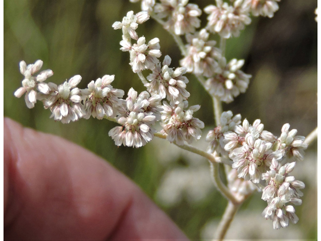 Eriogonum annuum (Annual buckwheat) #79465