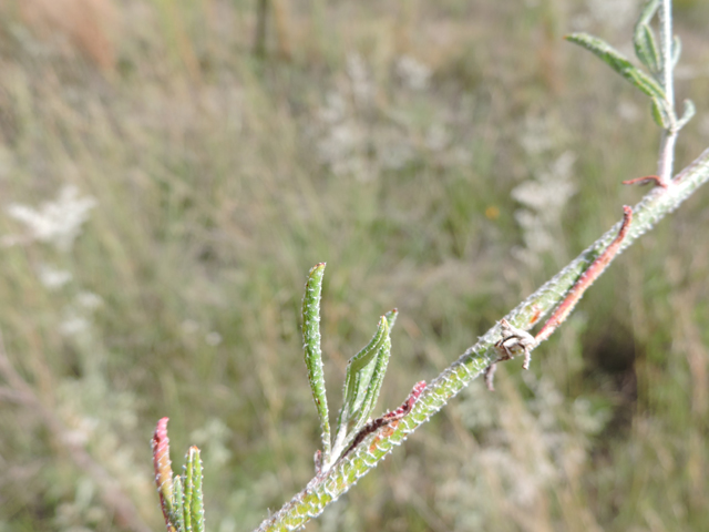 Eriogonum annuum (Annual buckwheat) #79476