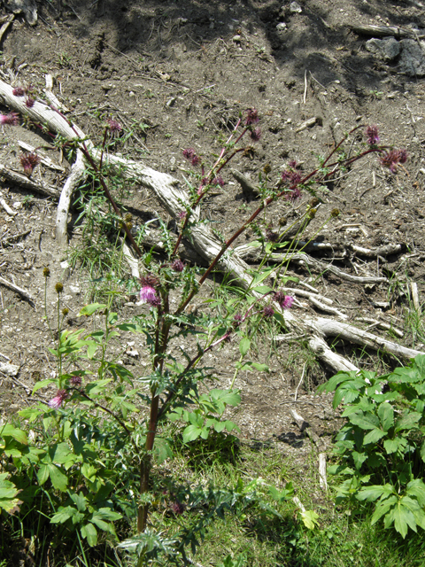 Cirsium vinaceum (Sacramento mountain thistle) #79491