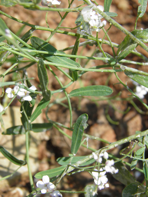 Thelypodiopsis vaseyi (Las vegas tumblemustard) #79532