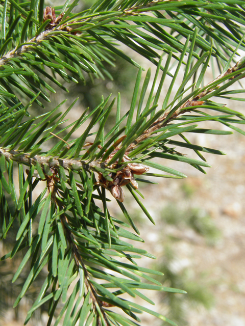 Picea engelmannii (Engelmann's spruce) #79562