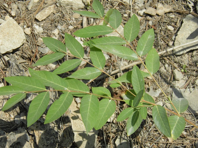 Apocynum androsaemifolium (Spreading dogbane) #79587
