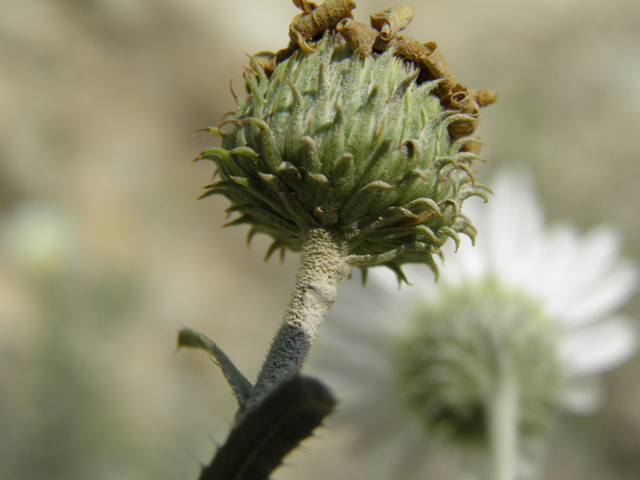 Machaeranthera gypsophila (Gypsum tansyaster) #79617