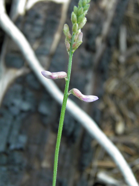 Astragalus flexuosus var. flexuosus (Flexile milkvetch) #79644