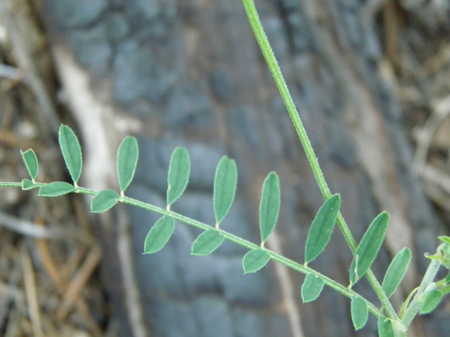 Astragalus flexuosus var. flexuosus (Flexile milkvetch) #79645