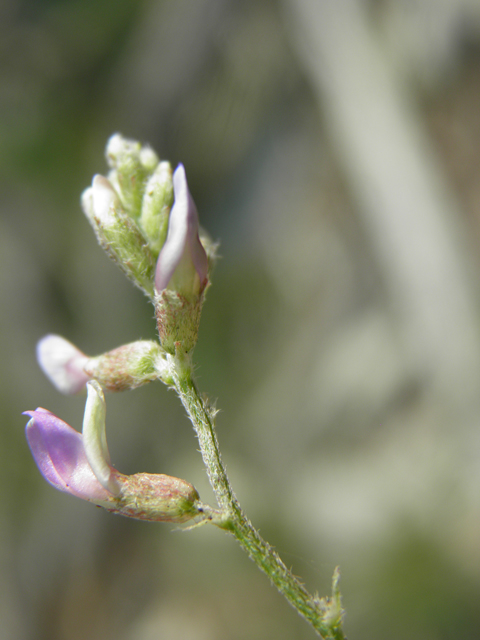 Astragalus flexuosus var. flexuosus (Flexile milkvetch) #79647