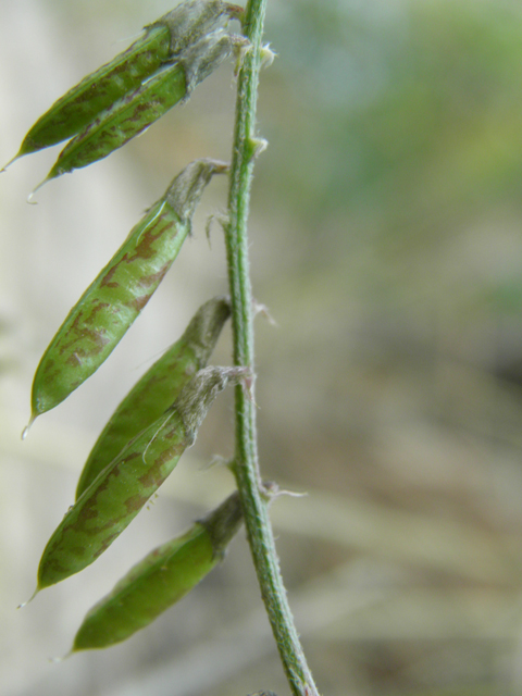 Astragalus flexuosus var. flexuosus (Flexile milkvetch) #79650
