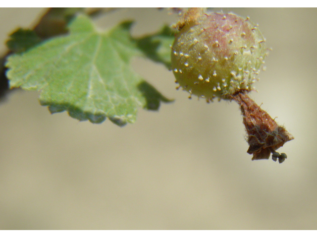 Ribes mescalerium (Mescalero currant) #79665