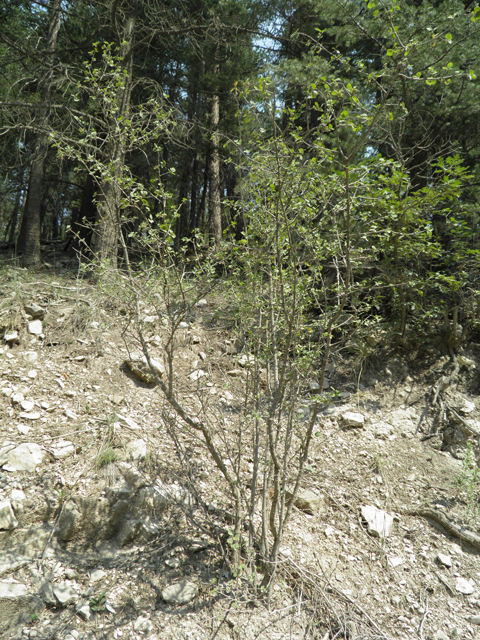 Ribes mescalerium (Mescalero currant) #79668
