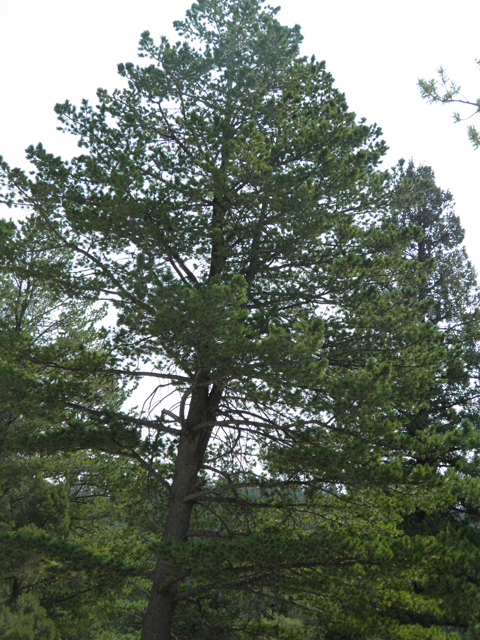 Pinus flexilis (Limber pine) #79685