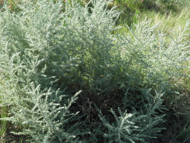 Suaeda suffrutescens (Desert seepweed) #79736