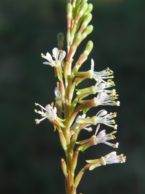 Oenothera curtiflora (Velvetweed) #79835
