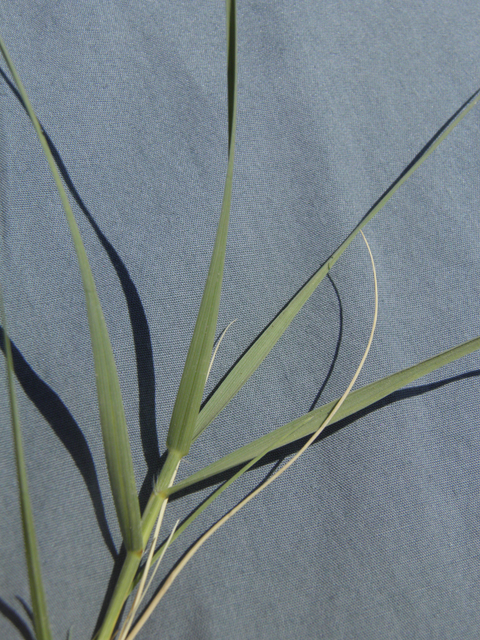 Distichlis spicata (Saltgrass) #79845