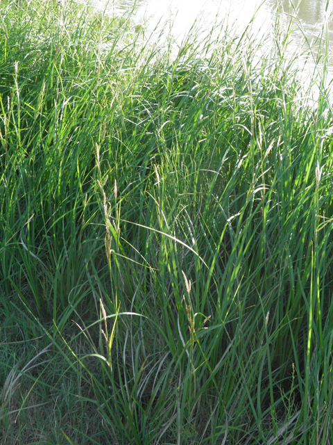 Eriochloa acuminata (Tapertip cupgrass) #79847