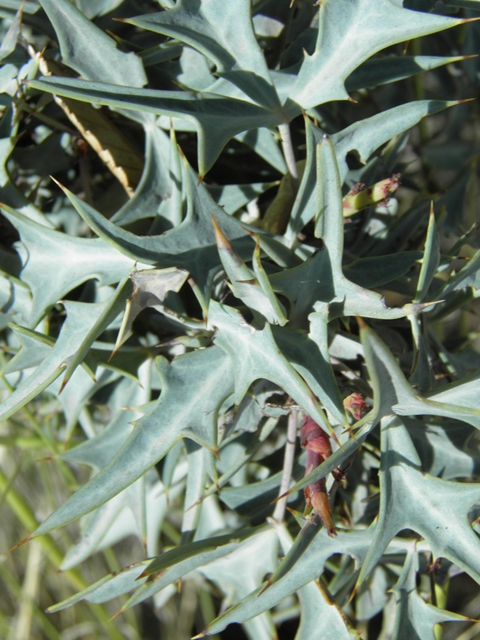 Mahonia trifoliolata (Agarita) #79935